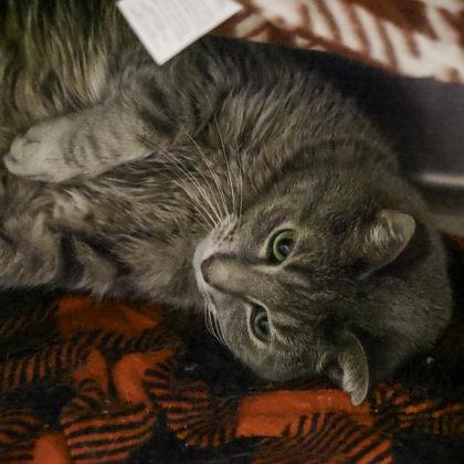 Enlarge Smokey, a Adoptable mixed breed in Madison, WI image 2/3