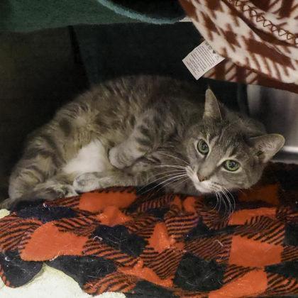 Enlarge Smokey, a Adoptable mixed breed in Madison, WI image 3/3