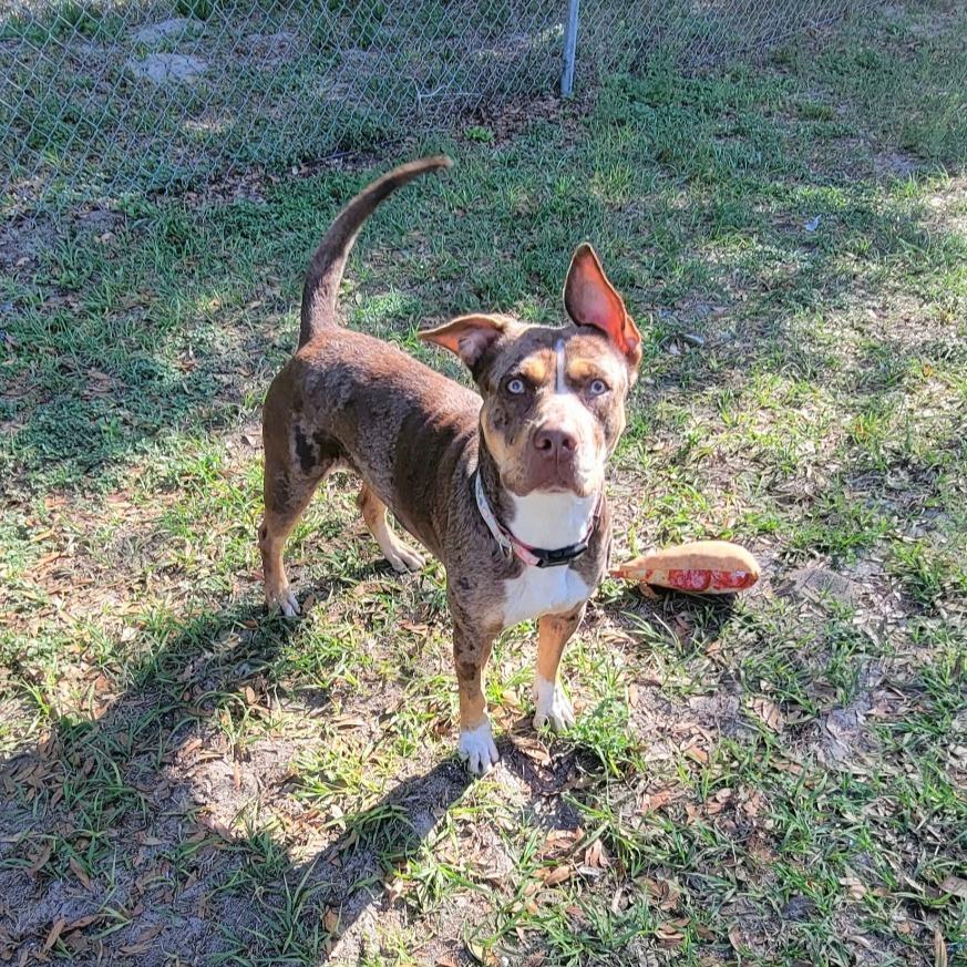 Enlarge Sassette, a Adoptable Catahoula Leopard Dog in Lake Panasoffkee, FL image 1/6