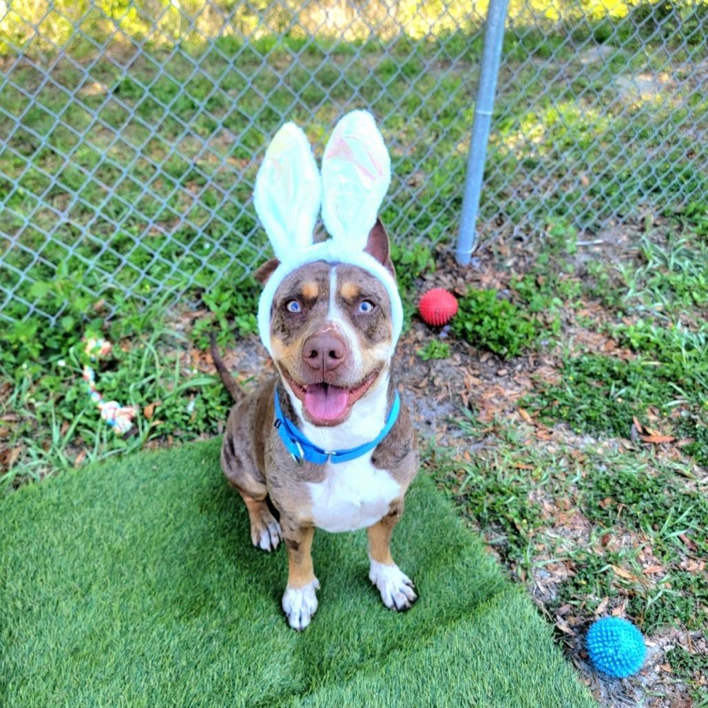 Enlarge Sassette, a Adoptable Catahoula Leopard Dog in Lake Panasoffkee, FL image 2/6