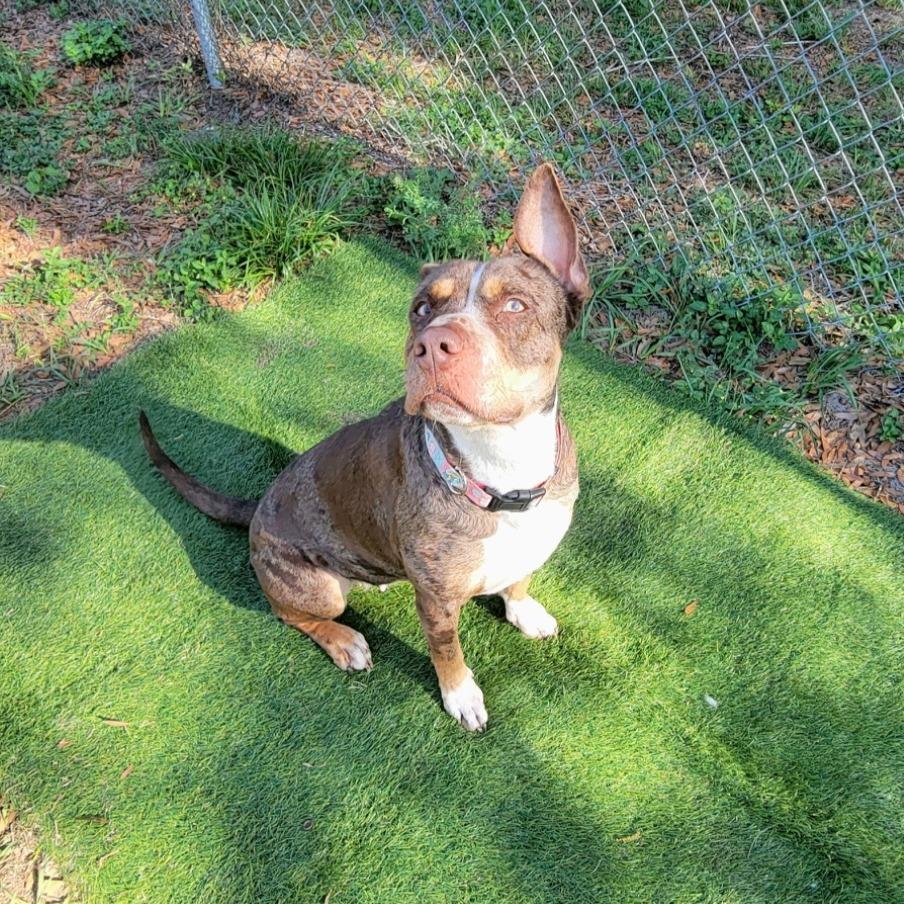 Enlarge Sassette, a Adoptable Catahoula Leopard Dog in Lake Panasoffkee, FL image 3/6