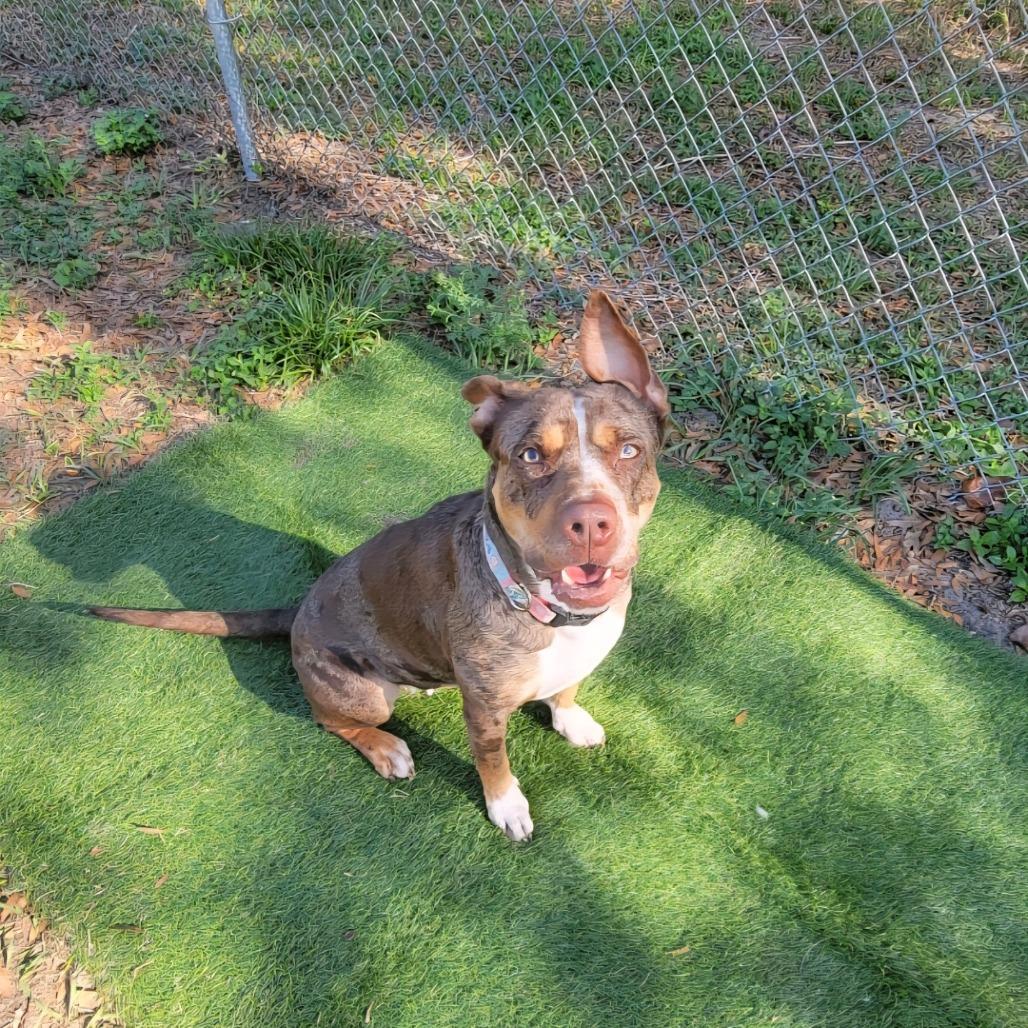Enlarge Sassette, a Adoptable Mixed Breed in Lake Panasoffkee, FL image 3/6