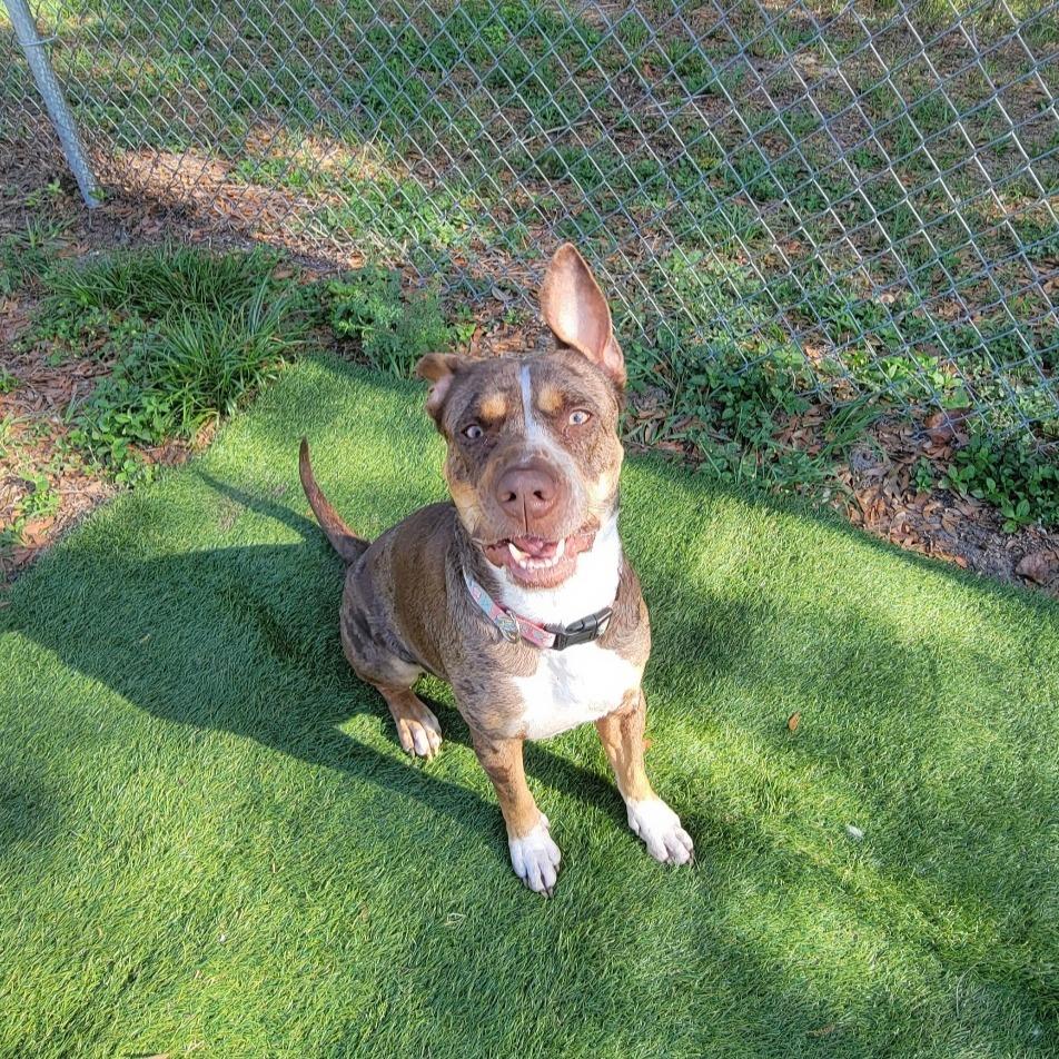Enlarge Sassette, a Adoptable Catahoula Leopard Dog in Lake Panasoffkee, FL image 4/6