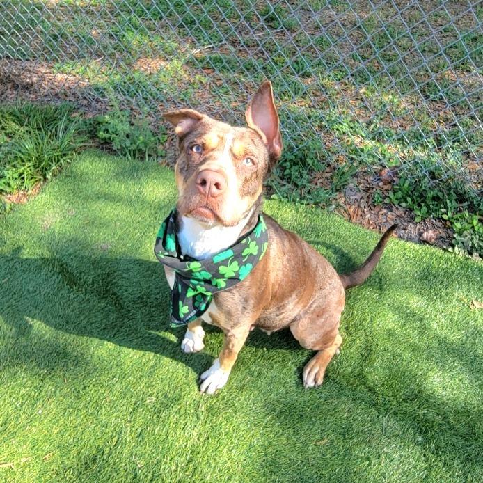 Enlarge Sassette, a Adoptable Catahoula Leopard Dog in Lake Panasoffkee, FL image 5/6