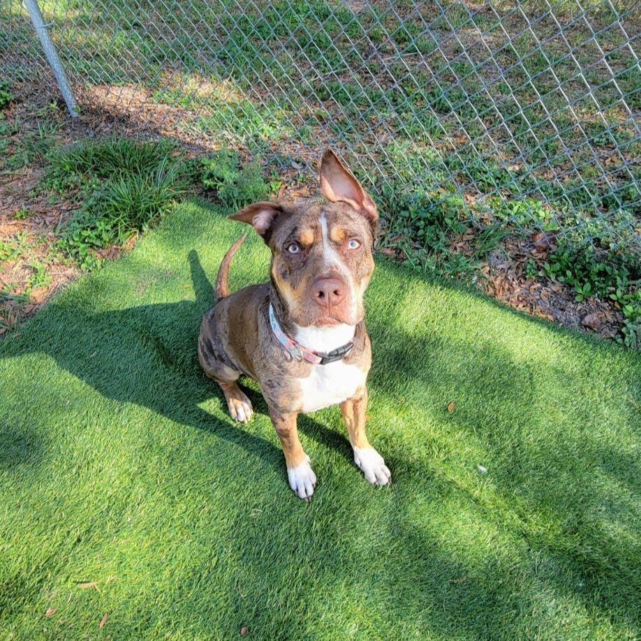 Enlarge Sassette, a Adoptable Catahoula Leopard Dog in Lake Panasoffkee, FL image 6/6