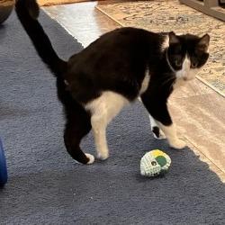 Enlarge Delilah - IN FOSTER, a Adoptable Domestic Short Hair in Birdsboro, PA image 1/6