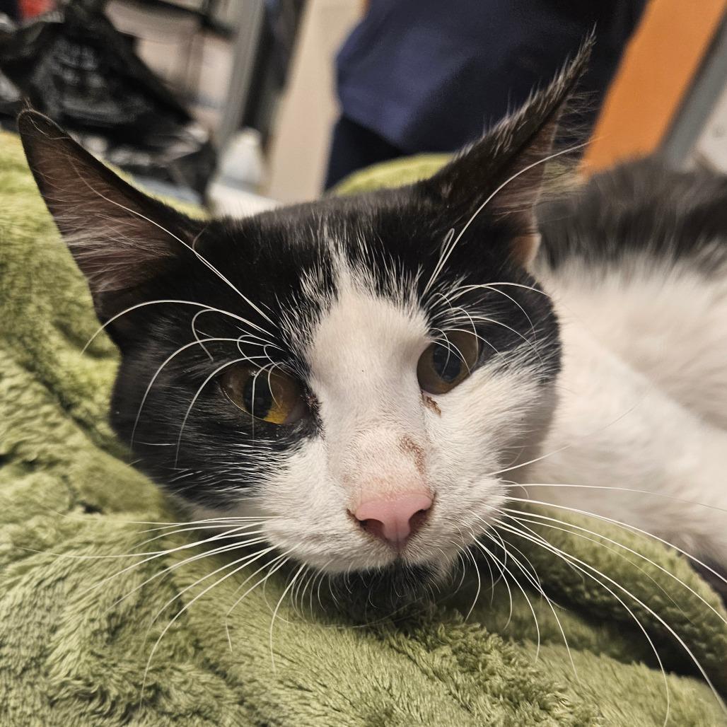 Enlarge Delilah - IN FOSTER, a Adoptable Domestic Short Hair in Birdsboro, PA image 2/6