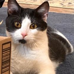 Enlarge Delilah - IN FOSTER, a Adoptable Domestic Short Hair in Birdsboro, PA image 3/6