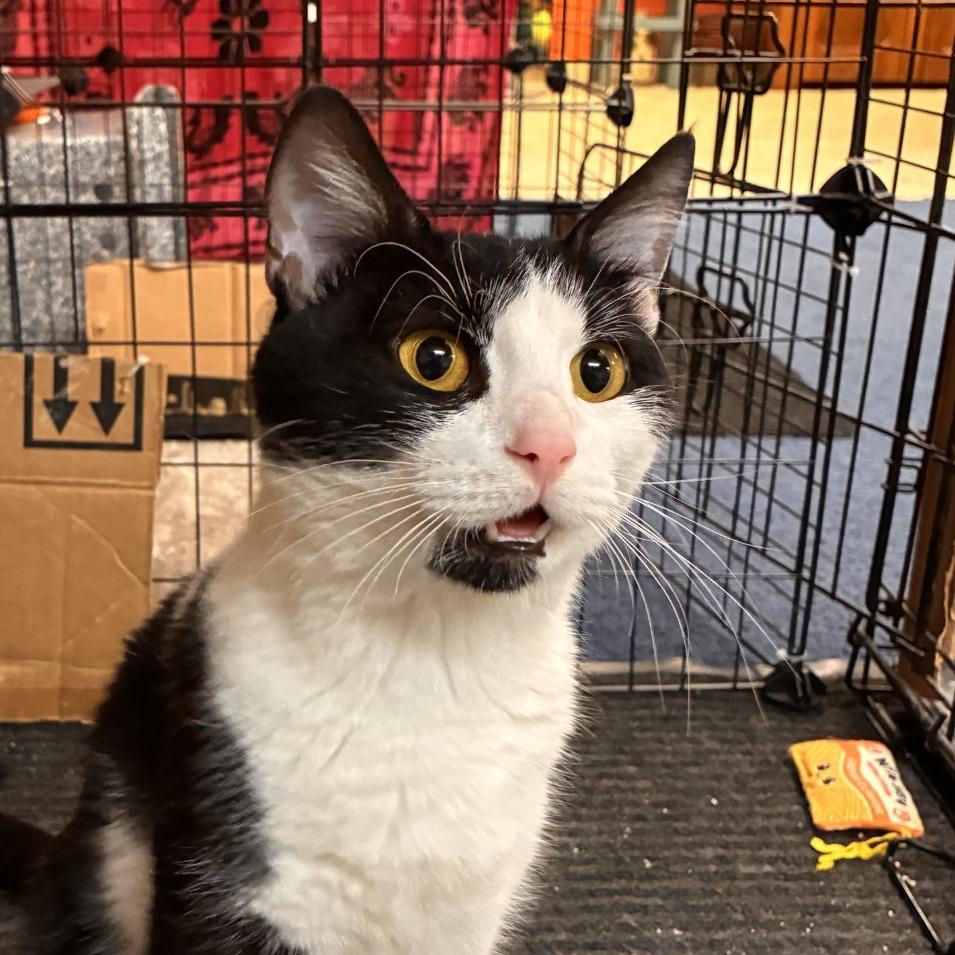 Enlarge Delilah - IN FOSTER, a Adoptable Domestic Short Hair in Birdsboro, PA image 4/6