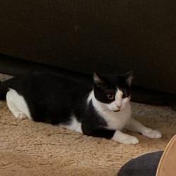 Enlarge Delilah - IN FOSTER, a Adoptable Domestic Short Hair in Birdsboro, PA image 5/6