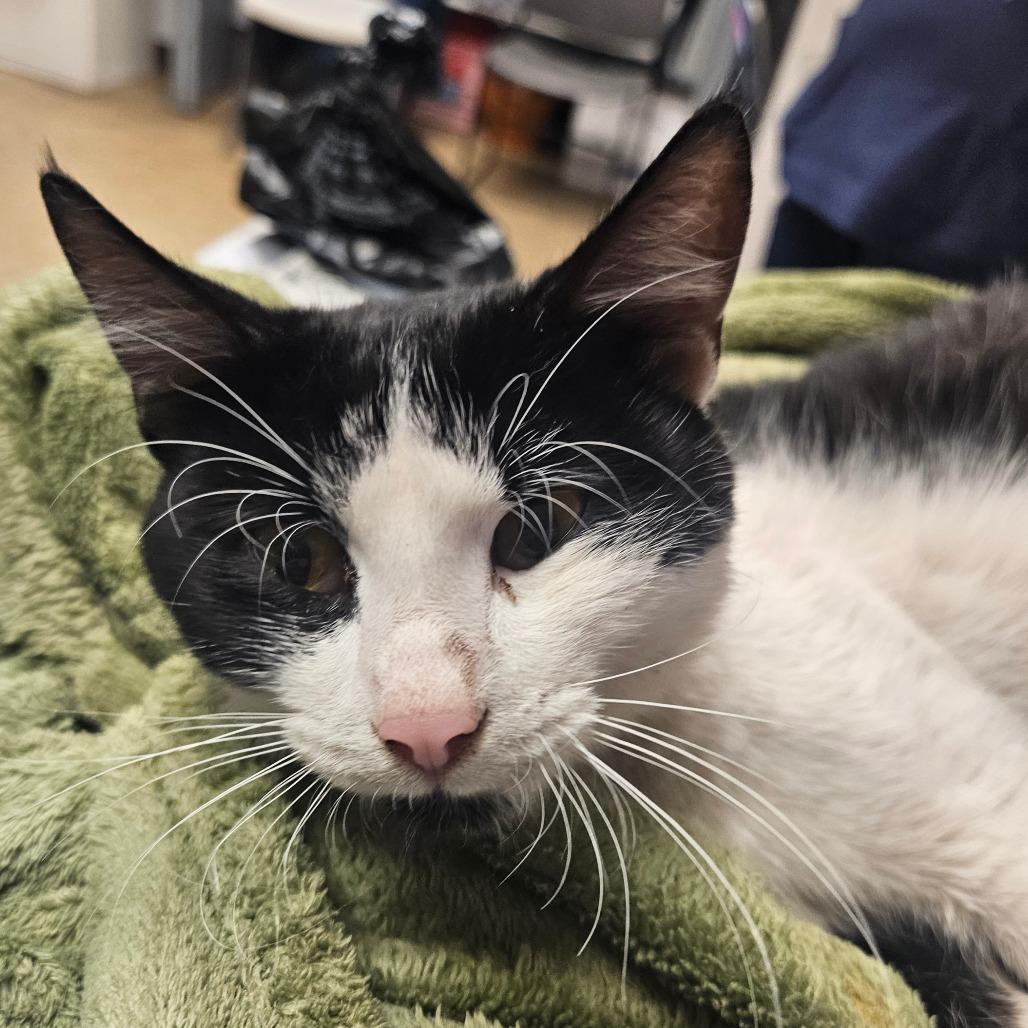 Enlarge Delilah - IN FOSTER, a Adoptable Domestic Short Hair in Birdsboro, PA image 6/6