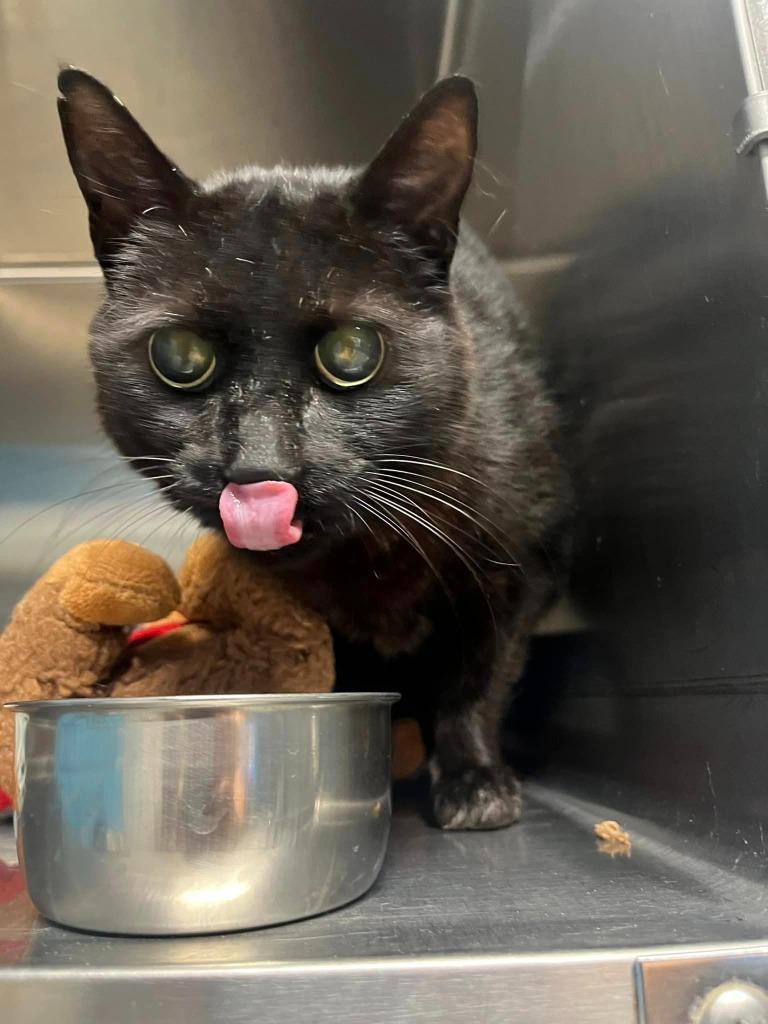 Boo, Adoptable, Senior Female Domestic Short Hair.