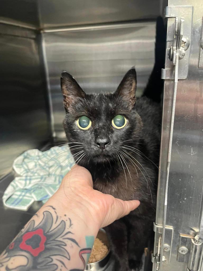 Boo, Adoptable, Senior Female Domestic Short Hair.