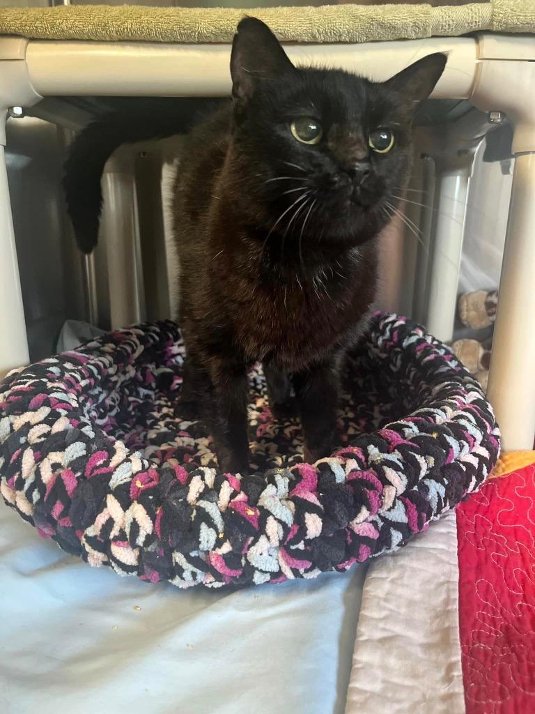 Enlarge Boo, a Adoptable mixed breed in Sebastian, FL image 3/3