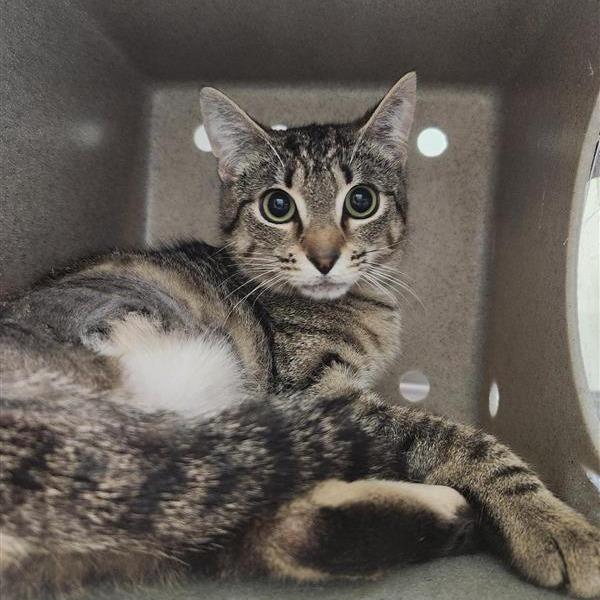 Princess Consuela, Adoptable, Adult Female Domestic Short Hair.