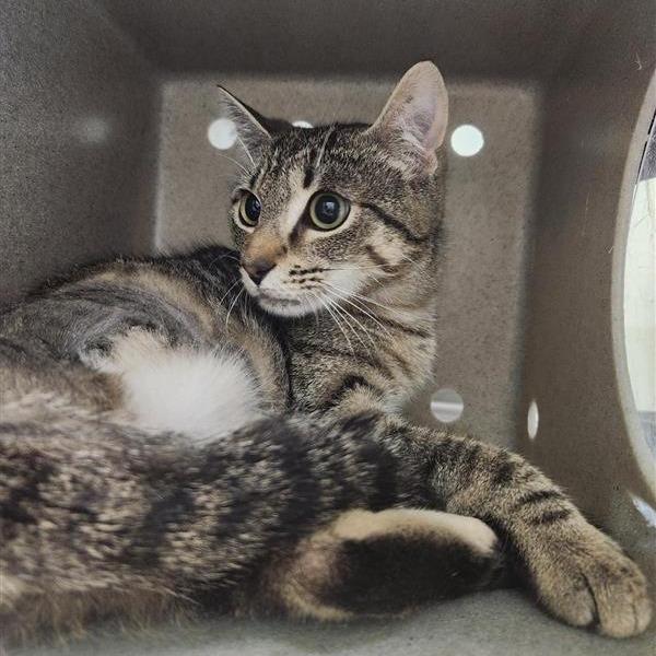 Princess Consuela, a Adoptable Domestic Short Hair in Tacoma, WA image 2/3