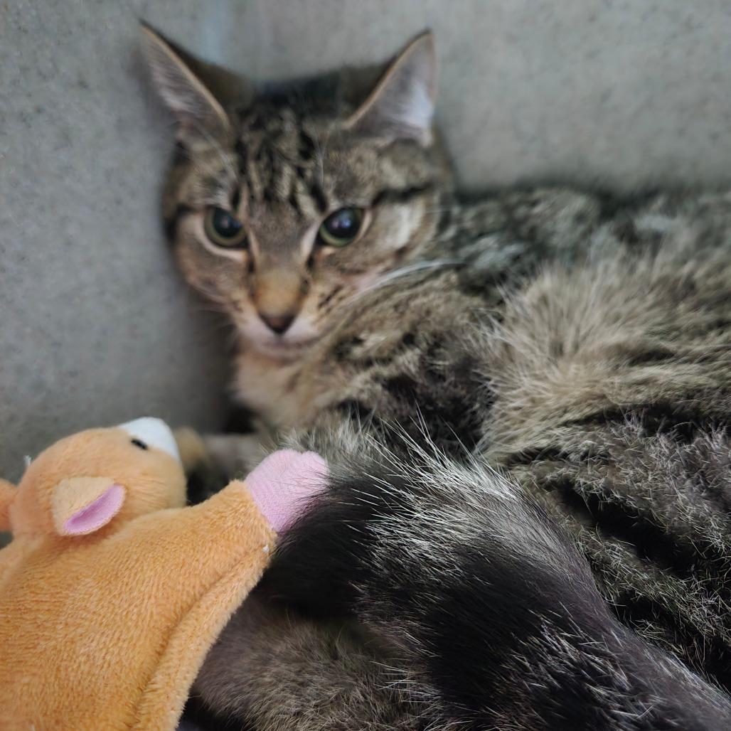 Enlarge Princess Consuela, a Adoptable Domestic Short Hair in Tacoma, WA image 1/1