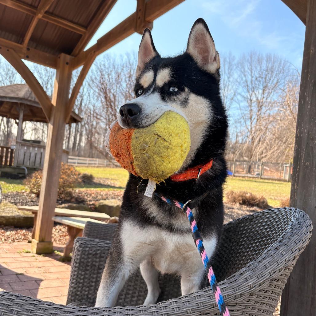 Enlarge Bluto, a Adoptable Husky in Birdsboro, PA image 1/6