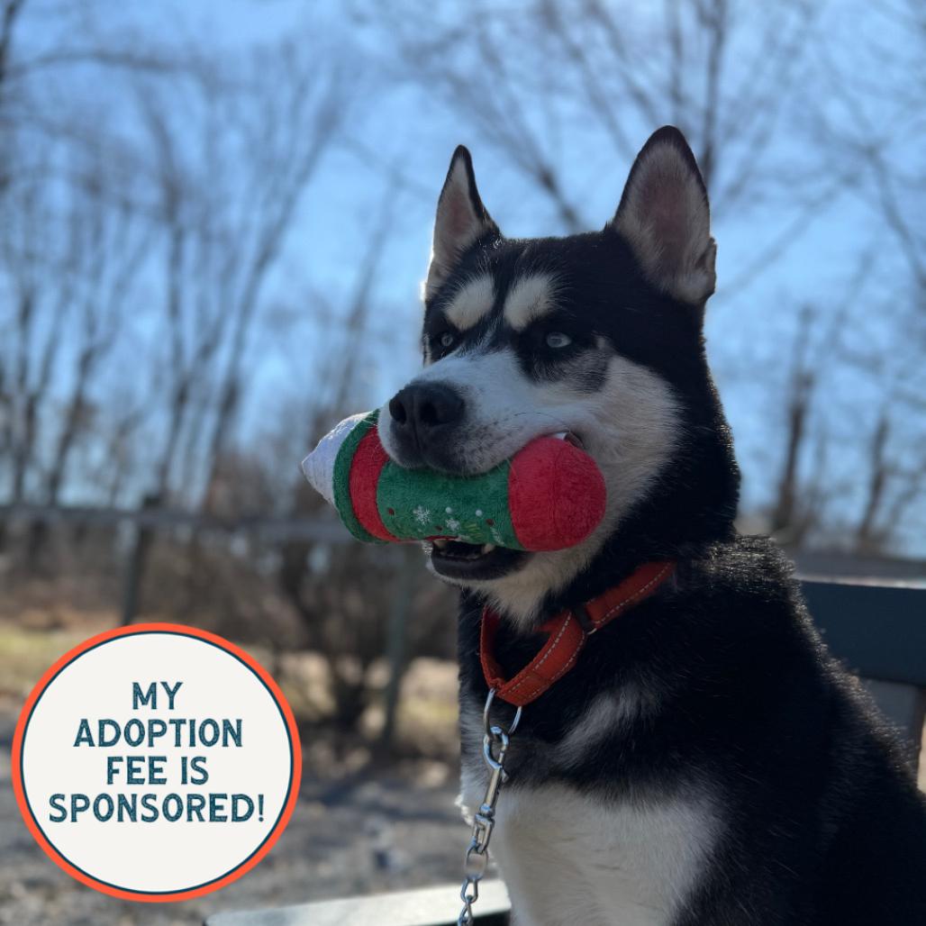 Enlarge Bluto, a Adoptable Husky in Birdsboro, PA image 2/6