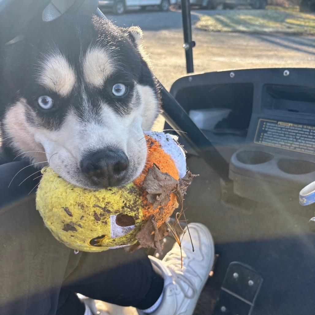 Enlarge Bluto, a Adoptable Husky in Birdsboro, PA image 3/6