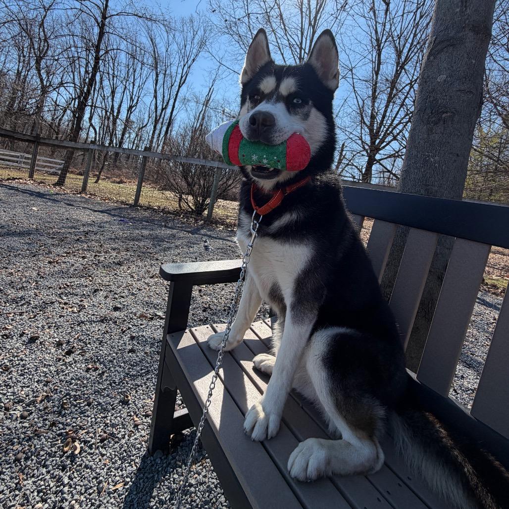 Enlarge Bluto, a Adoptable Husky in Birdsboro, PA image 4/6