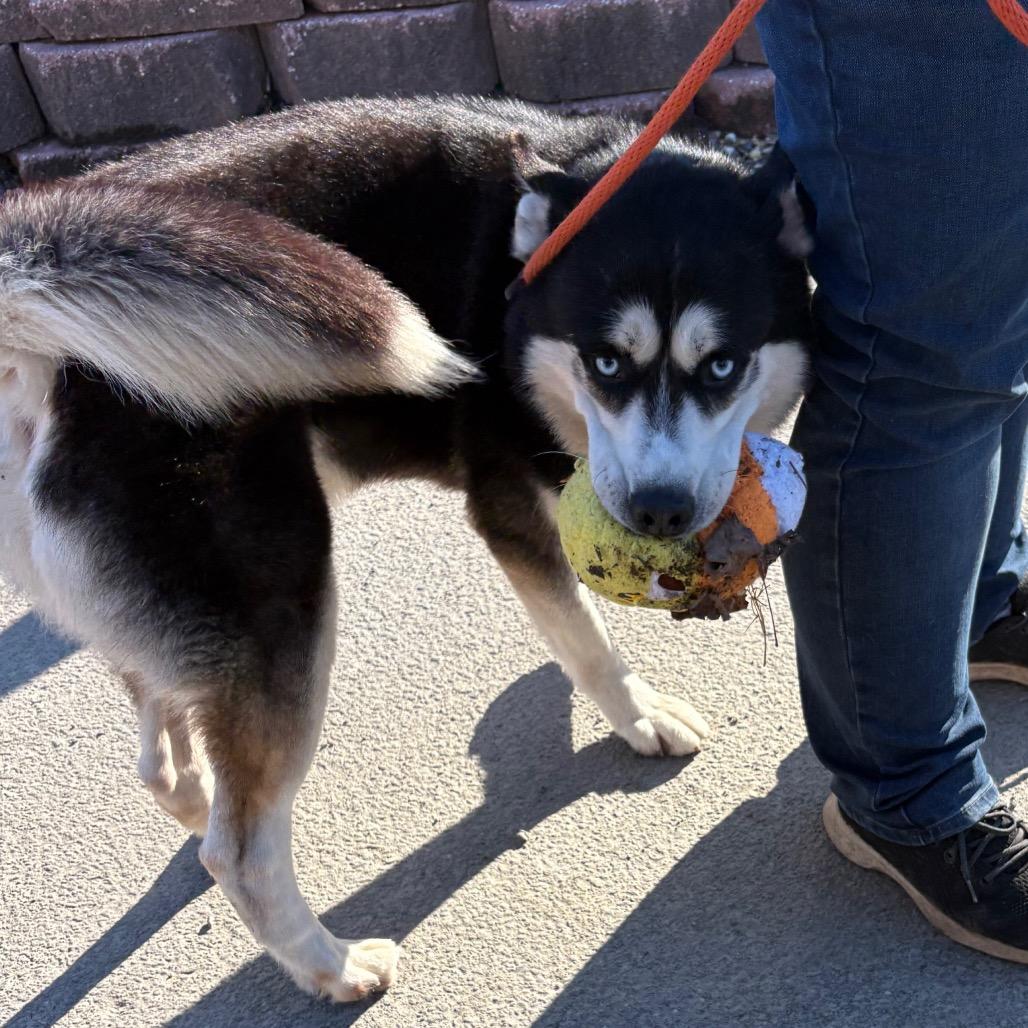 Enlarge Bluto, a Adoptable Husky in Birdsboro, PA image 5/6