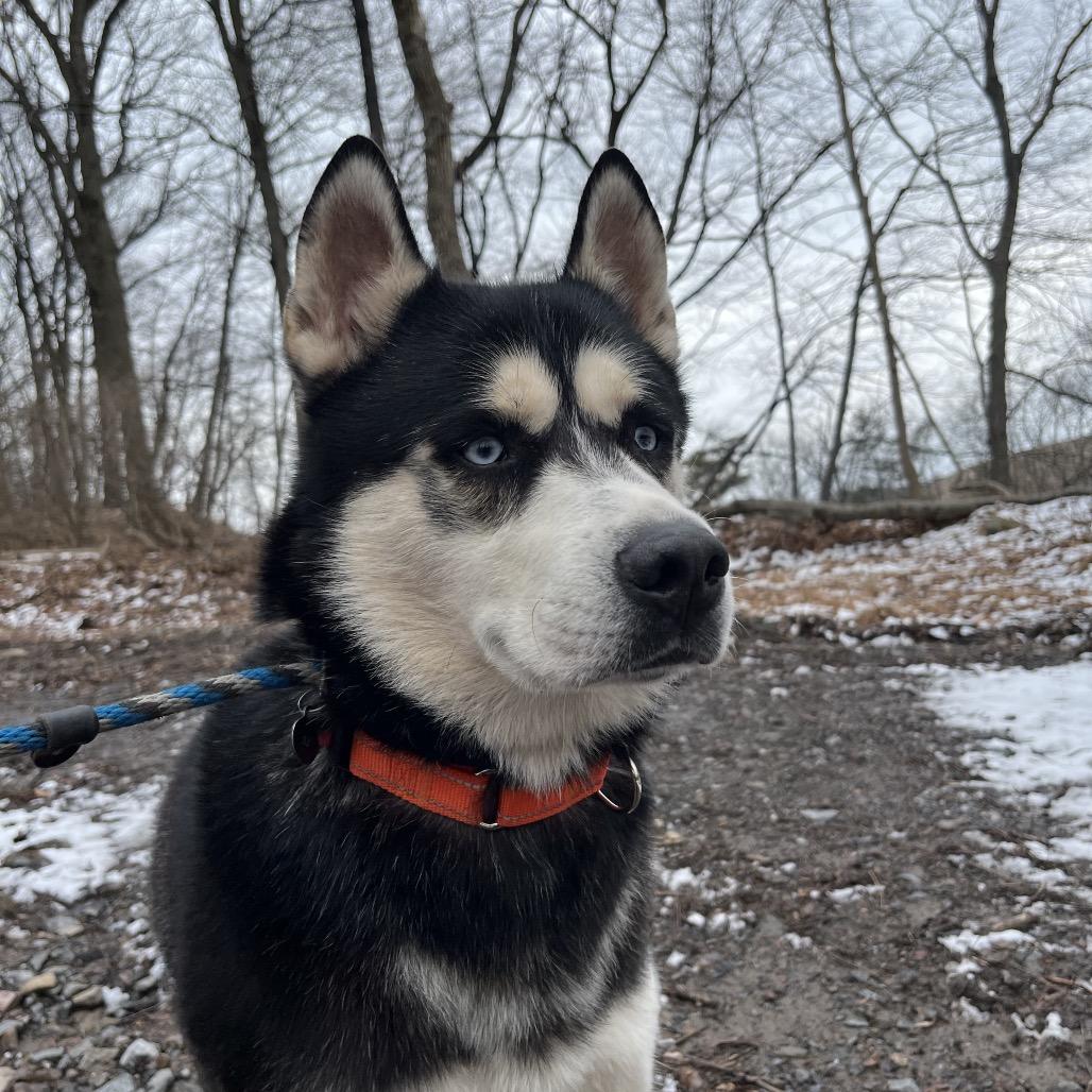 Enlarge Bluto, a Adoptable Husky in Birdsboro, PA image 6/6