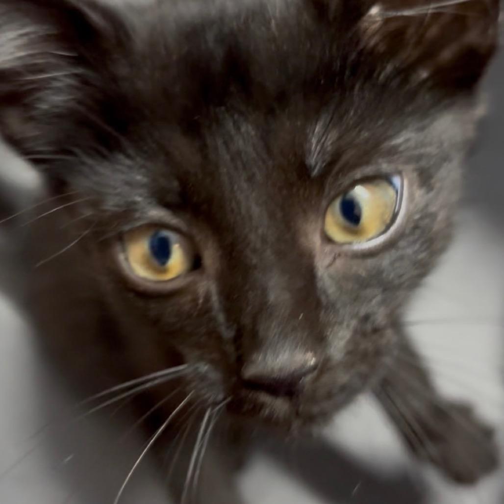 Ultimate Carwash "Crew", Adoptable, Kitten Male American Shorthair.