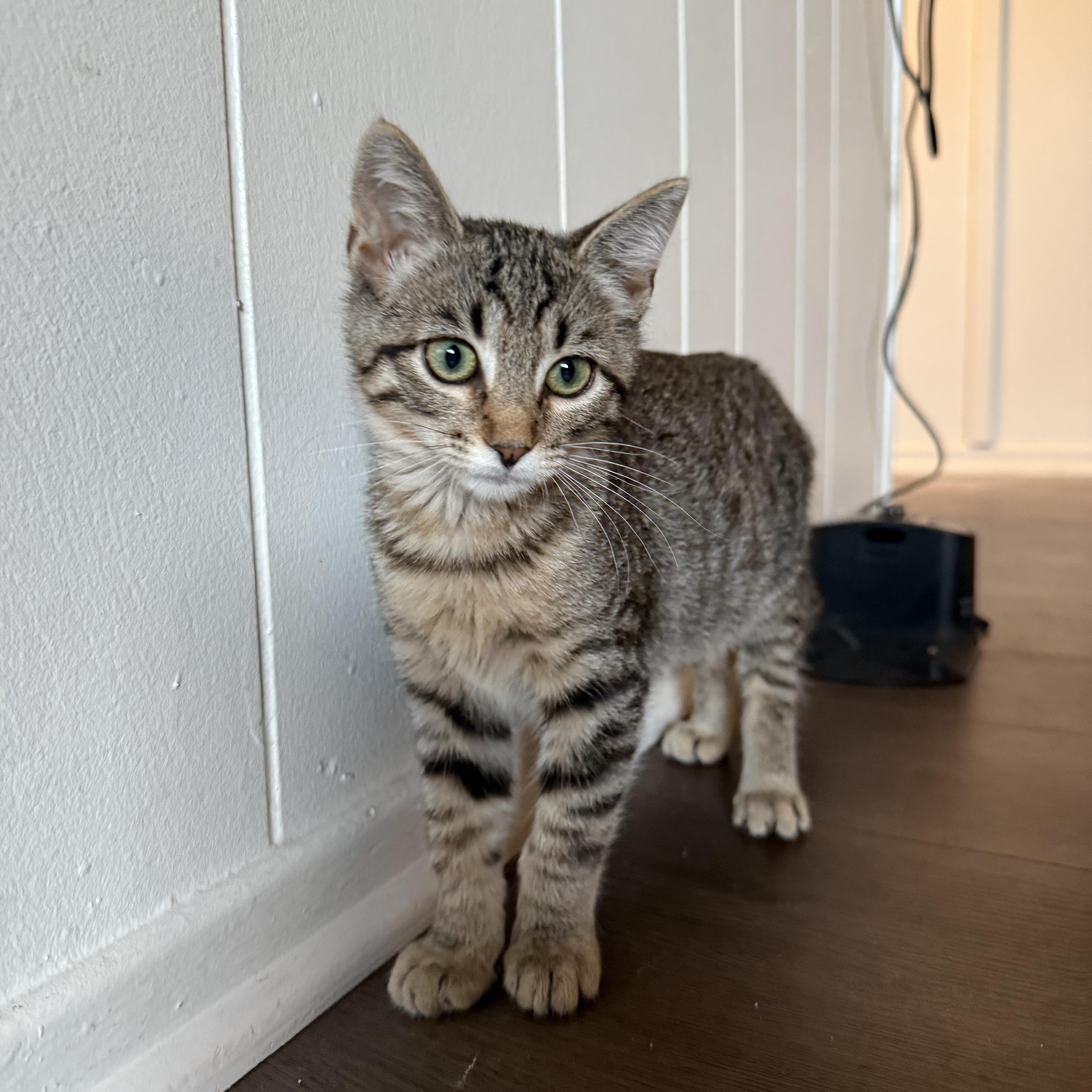 Enlarge Welby, a ADOPTABLE Domestic Short Hair in Santa Monica, CA image 2/4