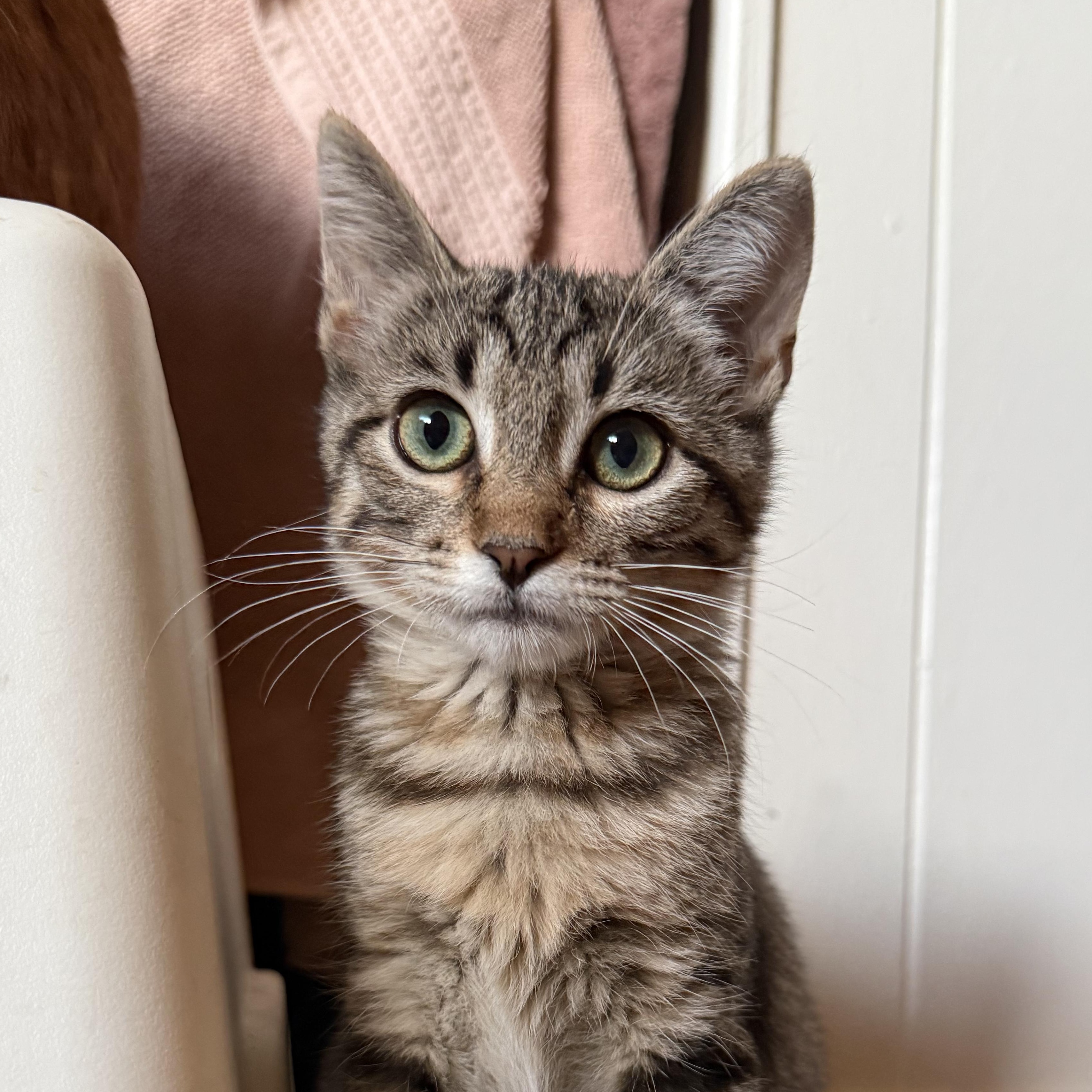 Welby, ADOPTABLE, Kitten Female Domestic Short Hair.