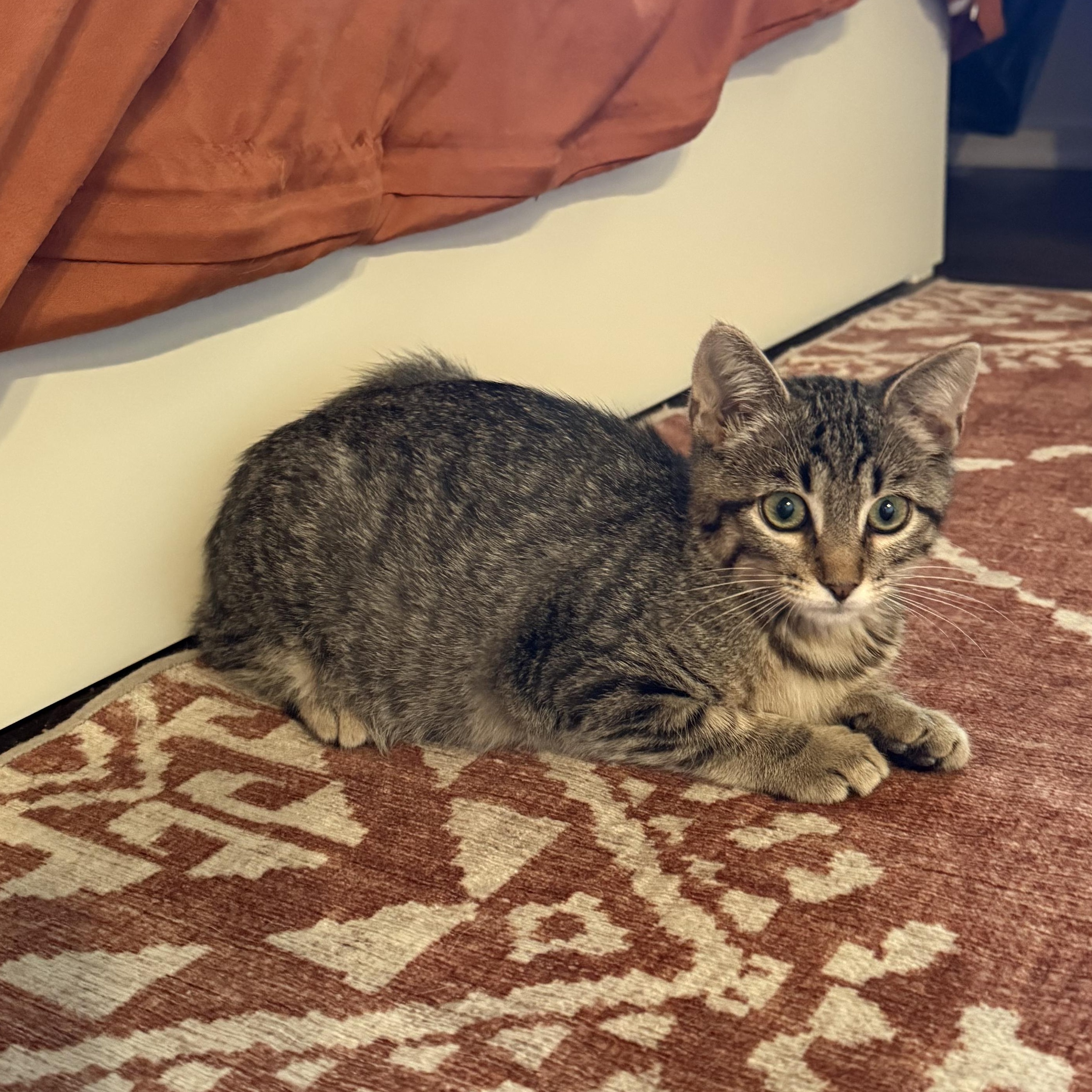 Enlarge Welby, a ADOPTABLE Domestic Short Hair in Santa Monica, CA image 3/4