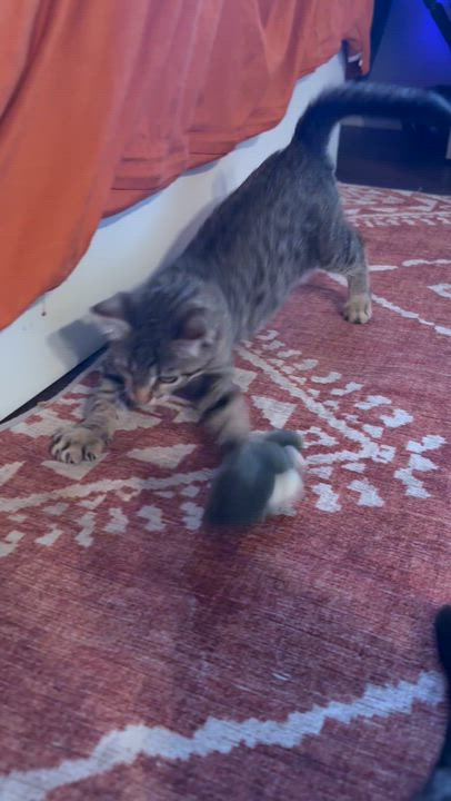 Enlarge Welby, a ADOPTABLE Domestic Short Hair in Santa Monica, CA video 4/4