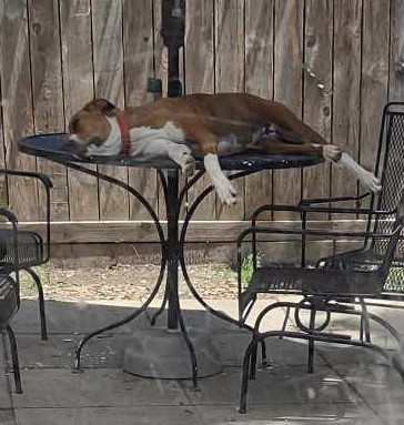 Enlarge Rocky, a Adoptable Hound in Houston, TX image 3/4