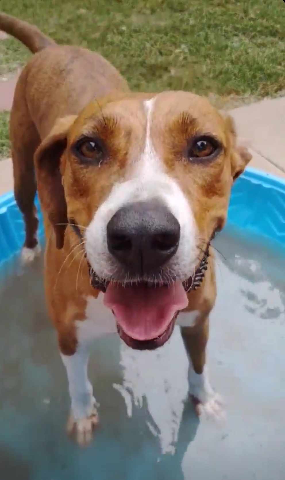 Rocky, Adoptable, Young Male Hound.