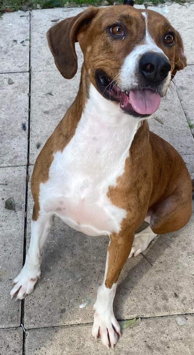 Enlarge Rocky, a Adoptable Hound in Houston, TX image 2/4