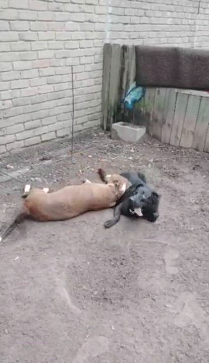 Enlarge Rocky, a Adoptable Hound in Houston, TX video 4/4