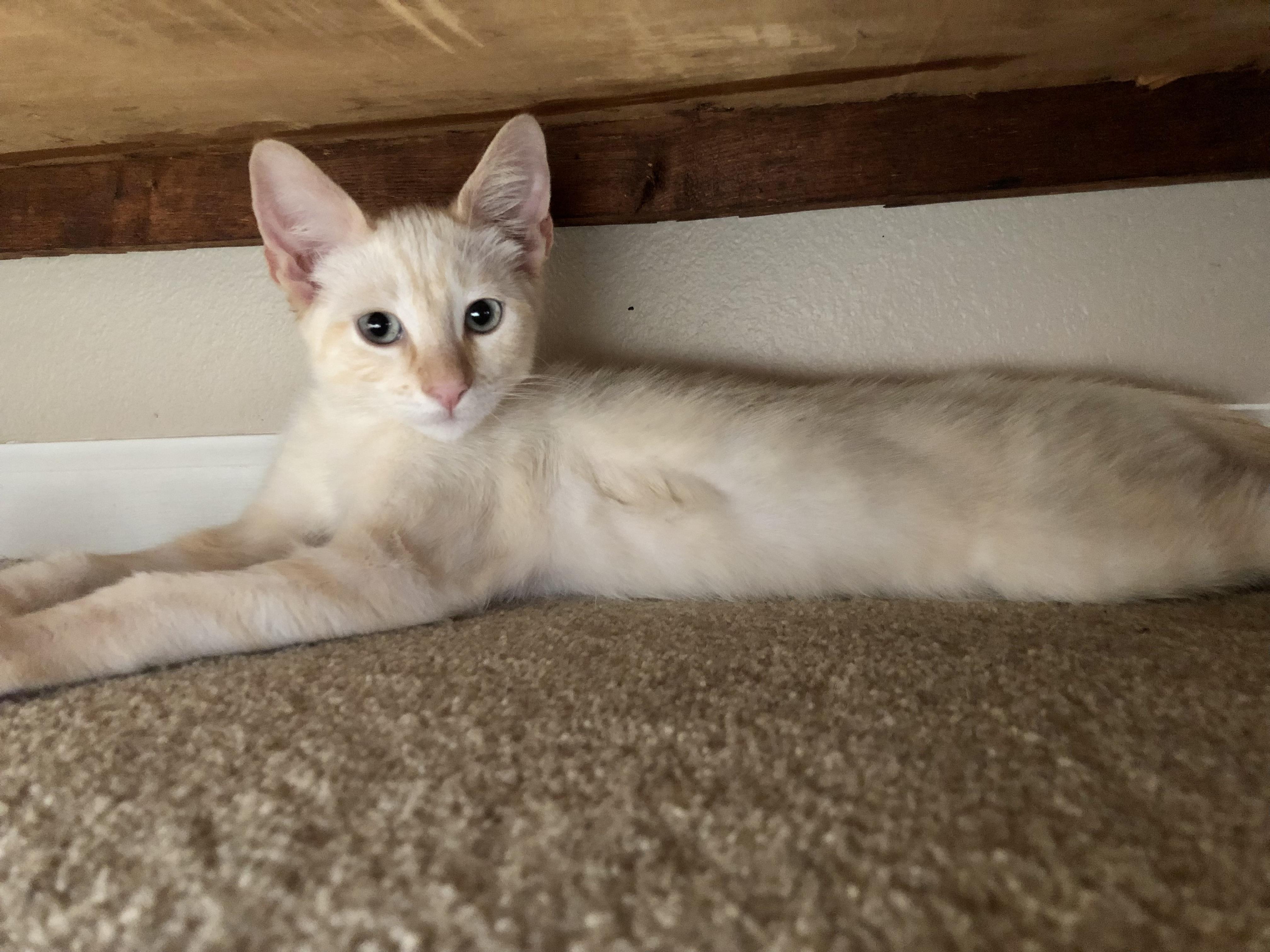 Enlarge Kitt, a Adopted mixed breed in Norco, CA image 6/6