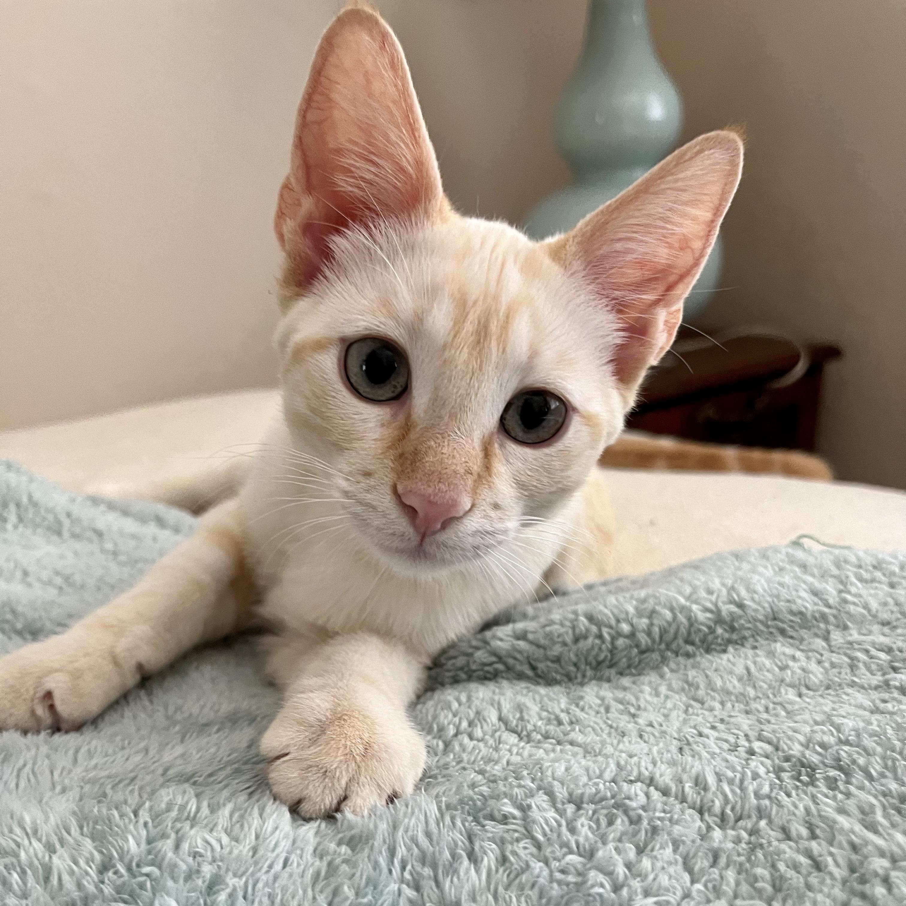 Enlarge Kitt, a Adopted mixed breed in Norco, CA image 1/6