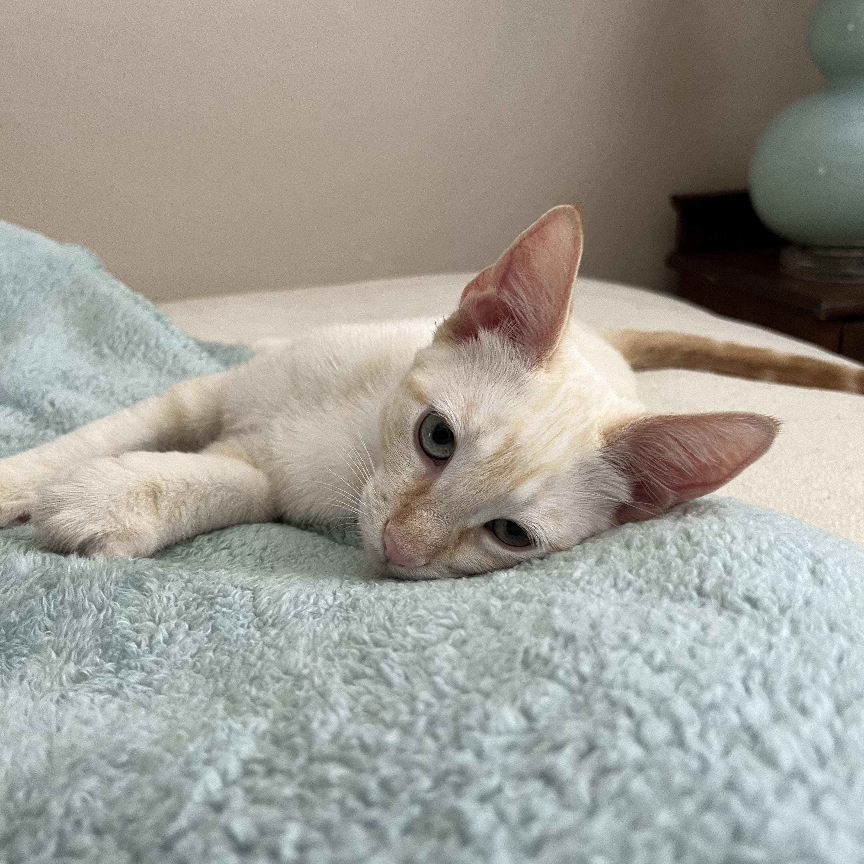 Enlarge Kitt, a Adopted mixed breed in Norco, CA image 2/6