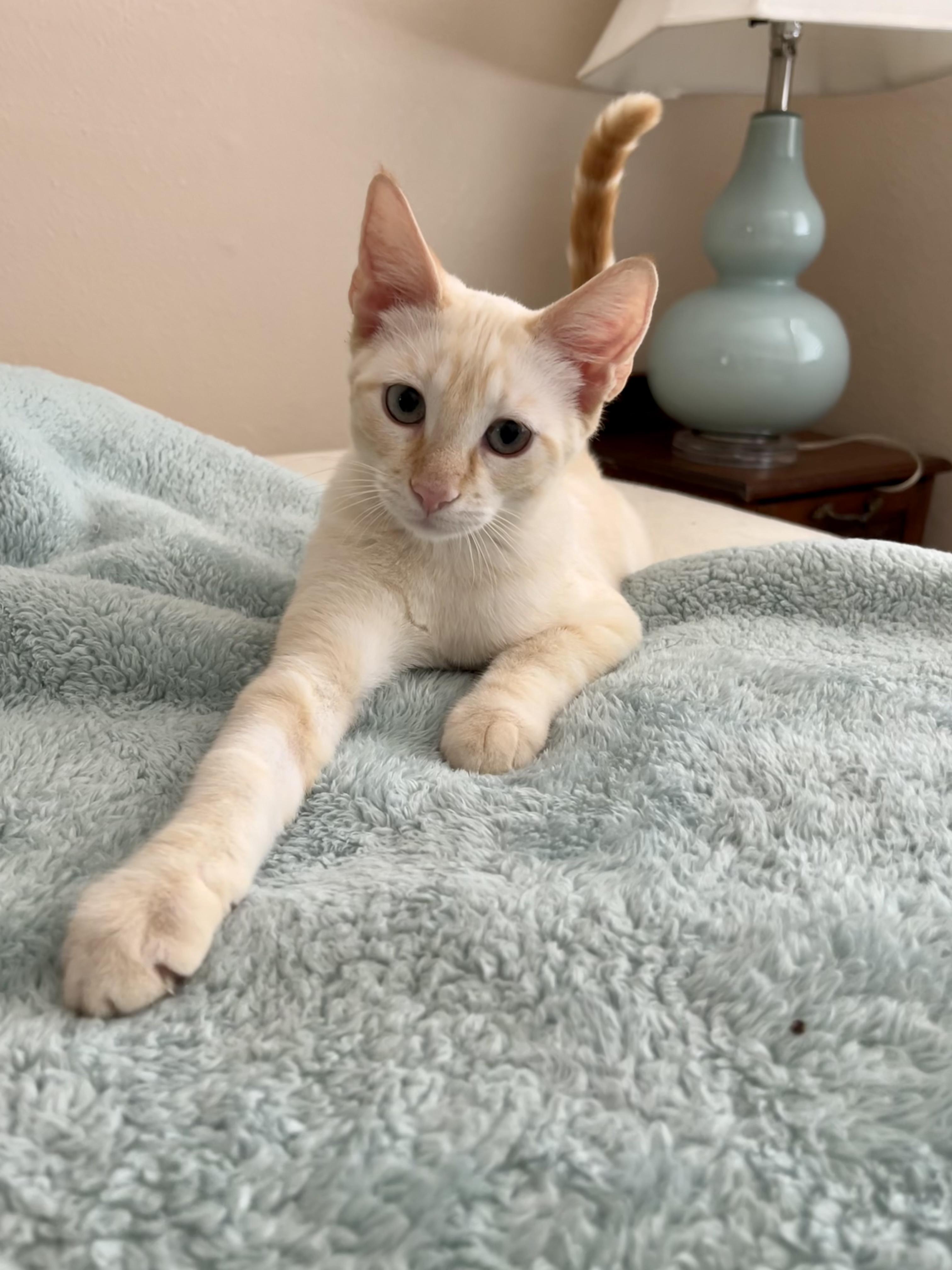 Enlarge Kitt, a Adopted mixed breed in Norco, CA image 3/6