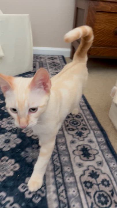 Enlarge Kitt, a Adopted mixed breed in Norco, CA video 4/6