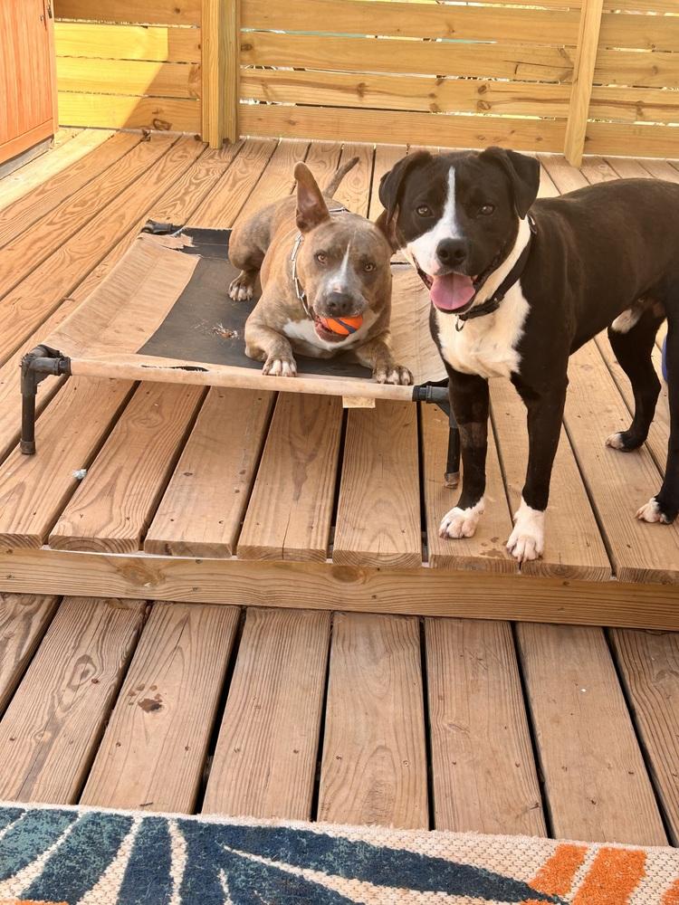 Buck the Beautiful — thumbnail 5