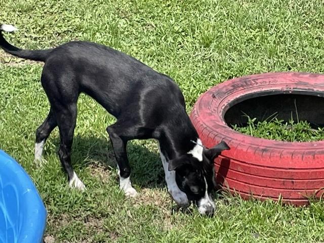 Enlarge GREAT VALUE, a Adoptable mixed breed in Lynn Haven, FL image 2/6