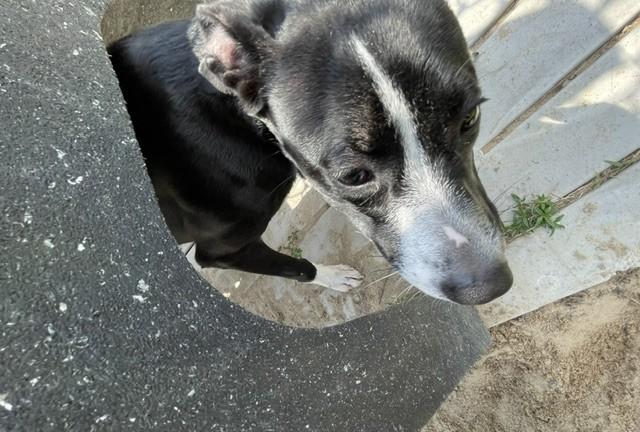 Enlarge GREAT VALUE, a Adoptable mixed breed in Lynn Haven, FL image 4/6