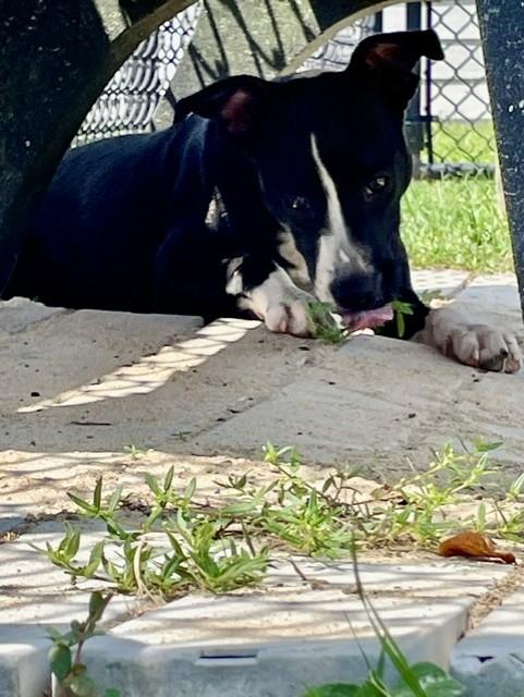 Enlarge GREAT VALUE, a Adoptable mixed breed in Lynn Haven, FL image 1/6