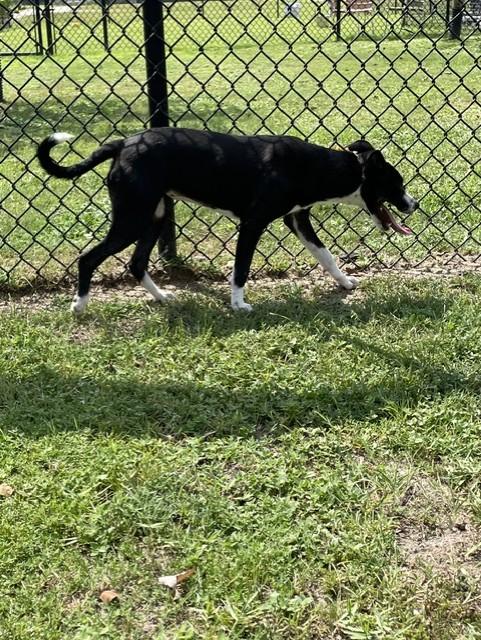 Enlarge GREAT VALUE, a Adoptable mixed breed in Lynn Haven, FL image 3/6