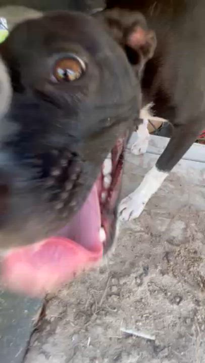 Enlarge GREAT VALUE, a Adoptable mixed breed in Lynn Haven, FL video 5/6