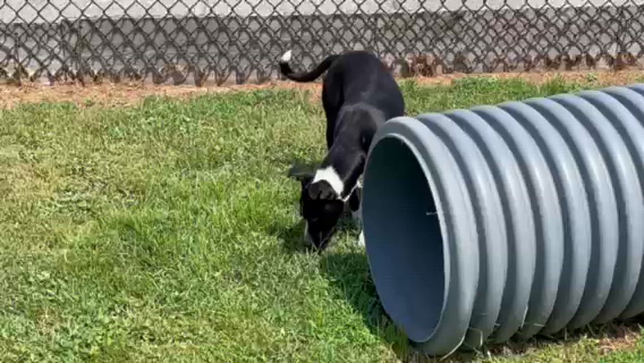 Enlarge GREAT VALUE, a Adoptable mixed breed in Lynn Haven, FL video 6/6