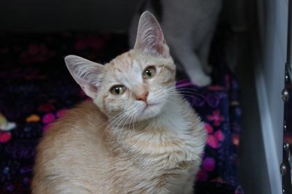 Pavlova, Adoptable, Kitten Female Domestic Short Hair & Domestic Short Hair.