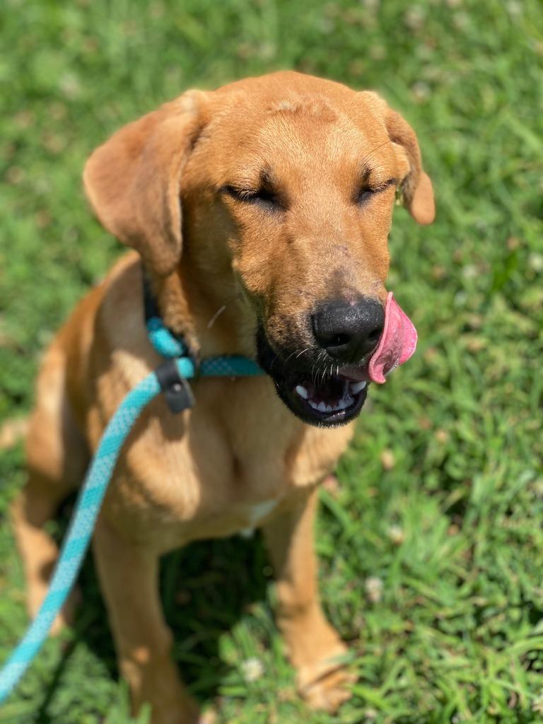 Brownie, Adoptable, Puppy Male Mixed Breed.